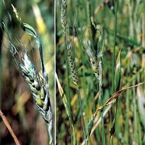 uploads/images/pest/wheat nematode.jpg